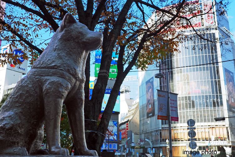 シティテラス吉祥寺南渋谷駅イメージフォト