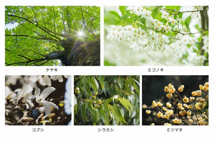 シティテラス吉祥寺南の植栽イメージフォト